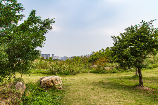 青秀山景区绿草地