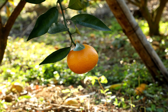 单个沃柑橘子