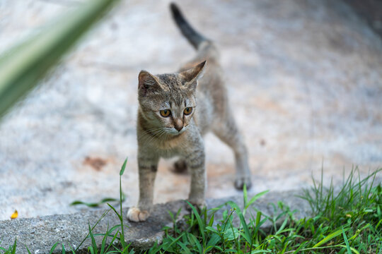 后院花园里玩耍的可爱猫眯