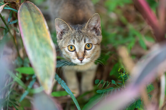 后院花园里玩耍的可爱猫眯