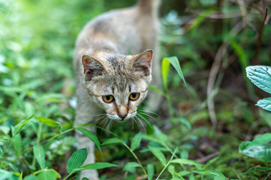 后院花园里玩耍的可爱猫眯