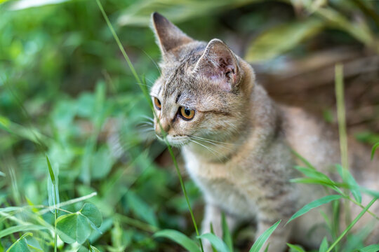 后院花园里玩耍的可爱猫眯