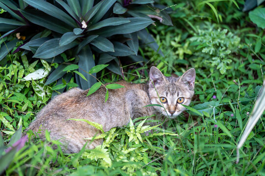 后院花园里玩耍的可爱猫眯