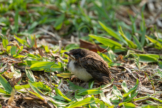 草地上的红耳鹎幼鸟