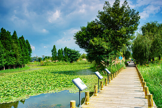 昆明湿地公园木栈道