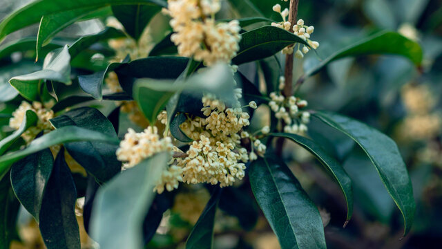 满树桂花