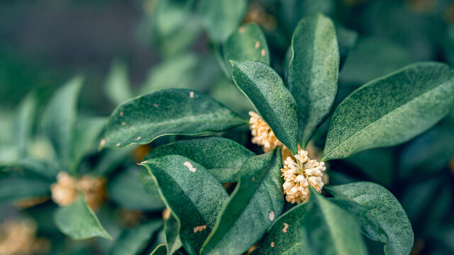 桂花树