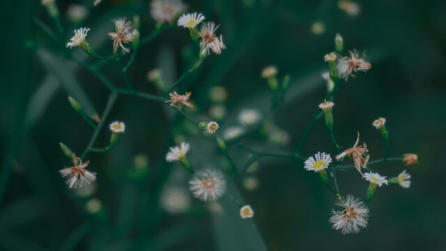 小碎花