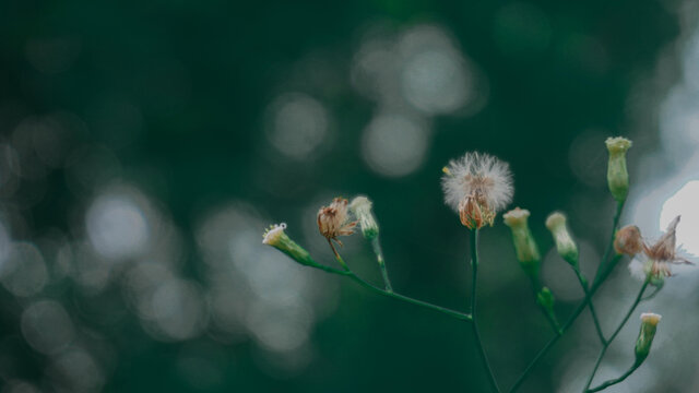 小野菊花