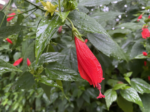 垂花悬铃花