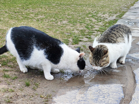 小猫喝水