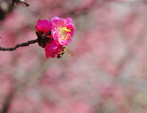 蜂戏桃花