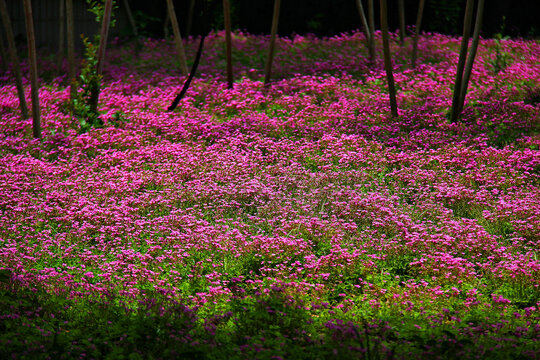 二月兰野草