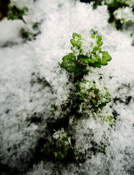 绿植积雪