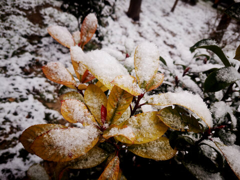 枝叶积雪