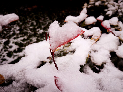 叶片上的积雪