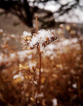 植物积雪