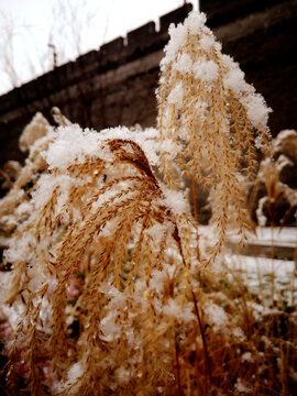 芦苇雪花