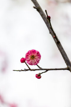 冬天红梅花枝一朵花