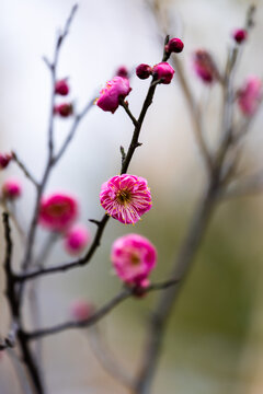 冬天红梅花枝