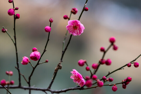 寒冬腊月红梅花