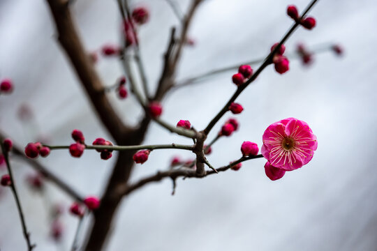 冬天粉色红梅花枝