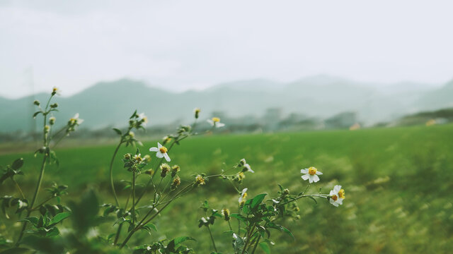 菊花