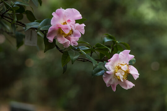 茶花