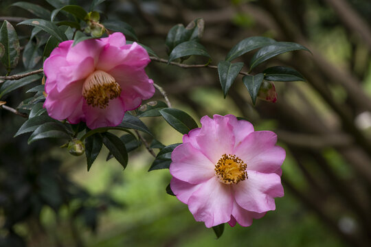 茶花