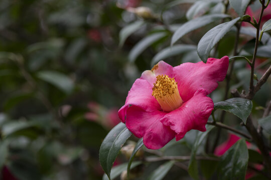 茶花