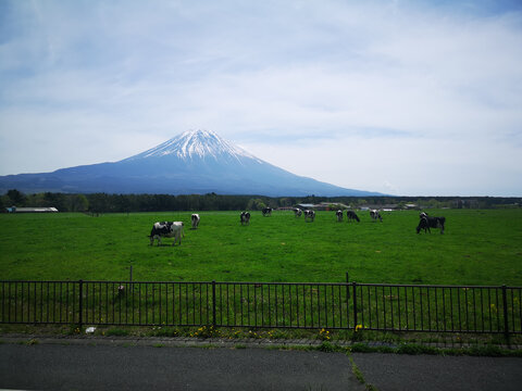 富士山和奶牛