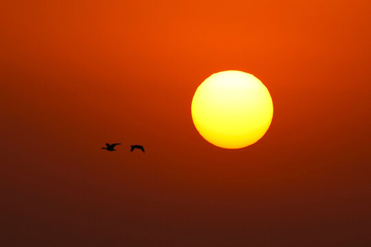 夕阳和大雁