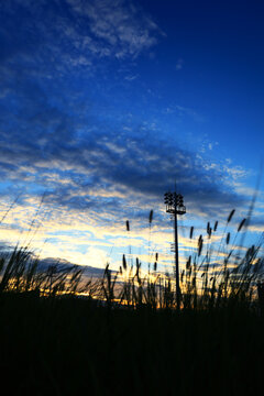 夕阳云彩花草剪影