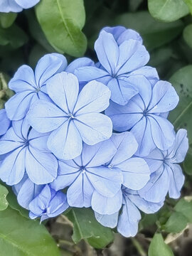 藍花丹
