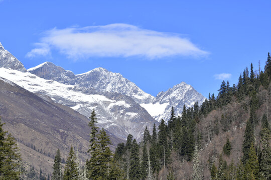 雪山森林