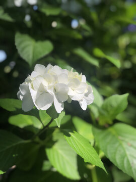 日本福岛绿水苑里的绣球花