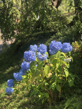 日本福岛绿水苑里的绣球花