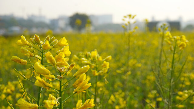 油菜花