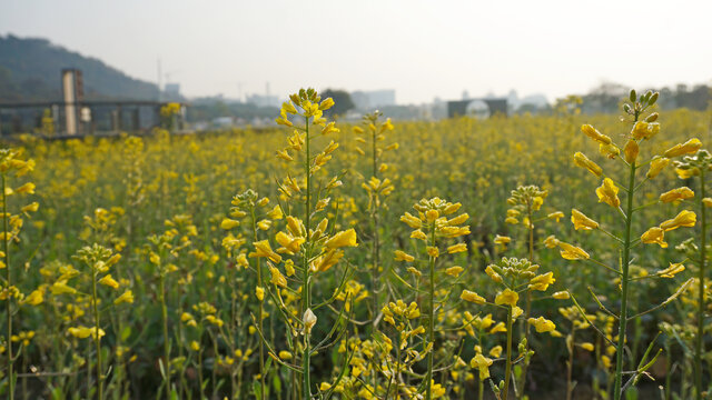 油菜花田