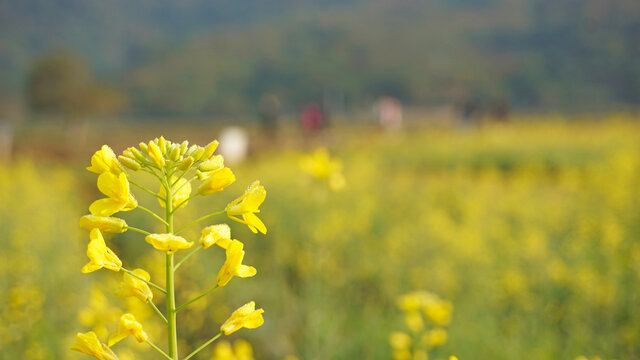 油菜花