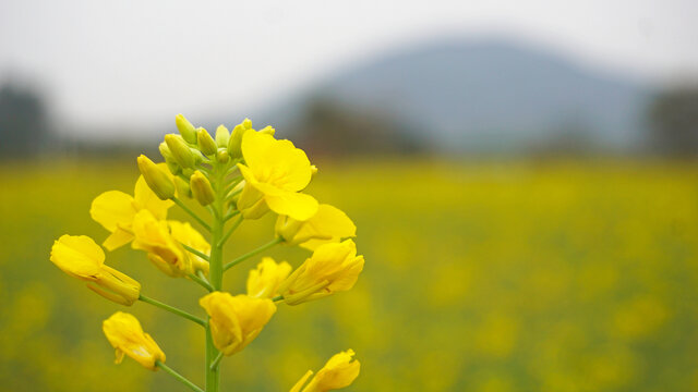 油菜花