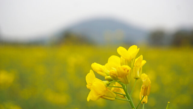 油菜花