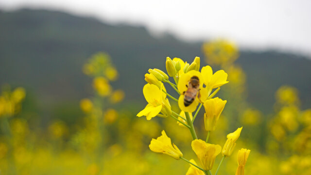 蜜蜂油菜花