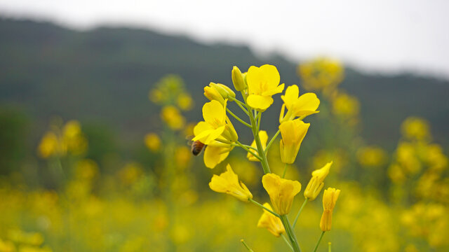 油菜花田