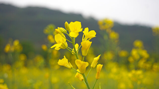 油菜花