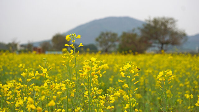 蜜蜂采蜜