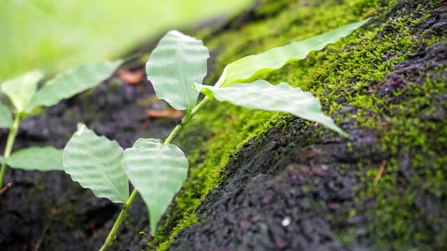 禾本科小草