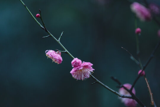 雨天的梅花