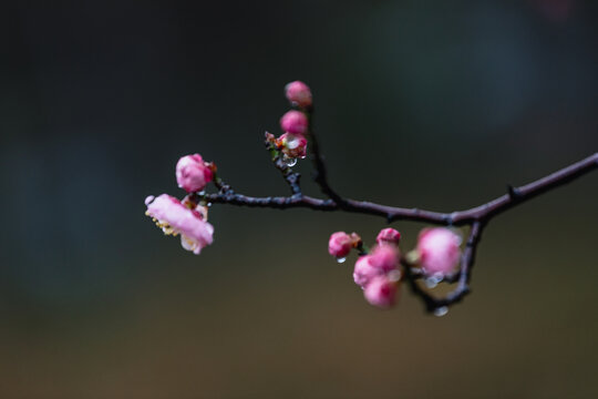 挂满露珠的梅花