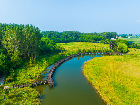 临泉鹭鸟湿地公园